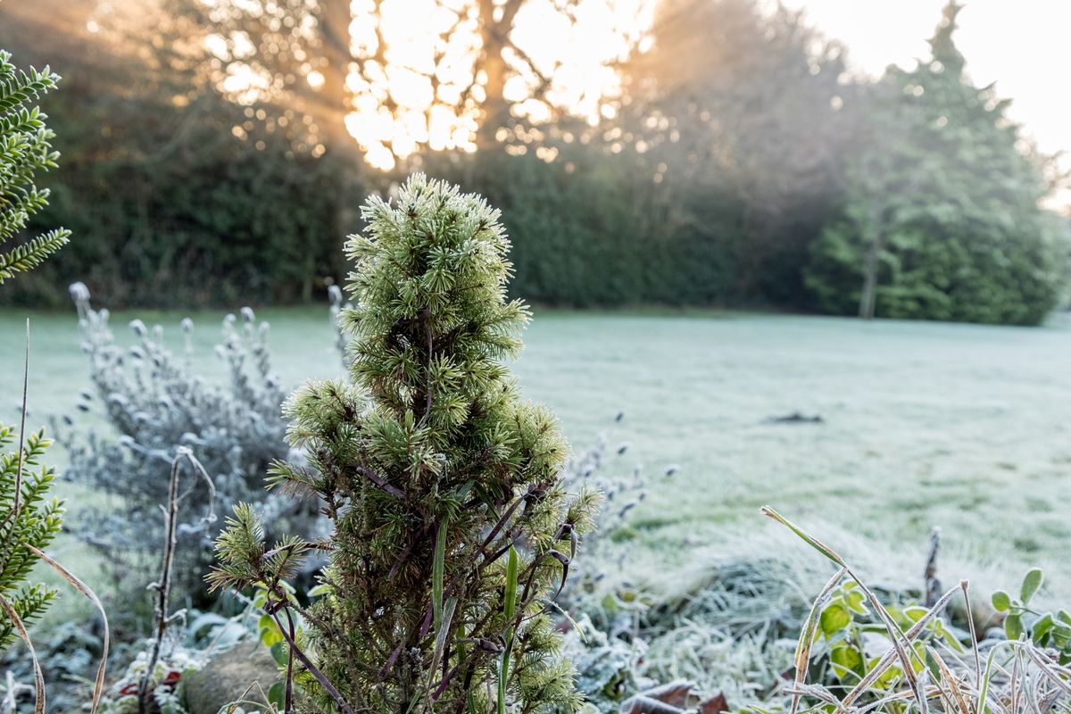 Frost in garden winter