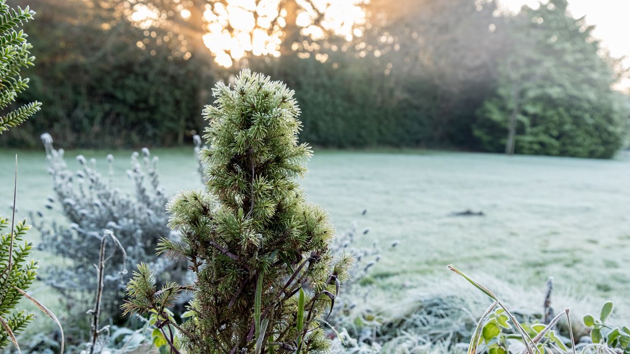 Frost in garden winter