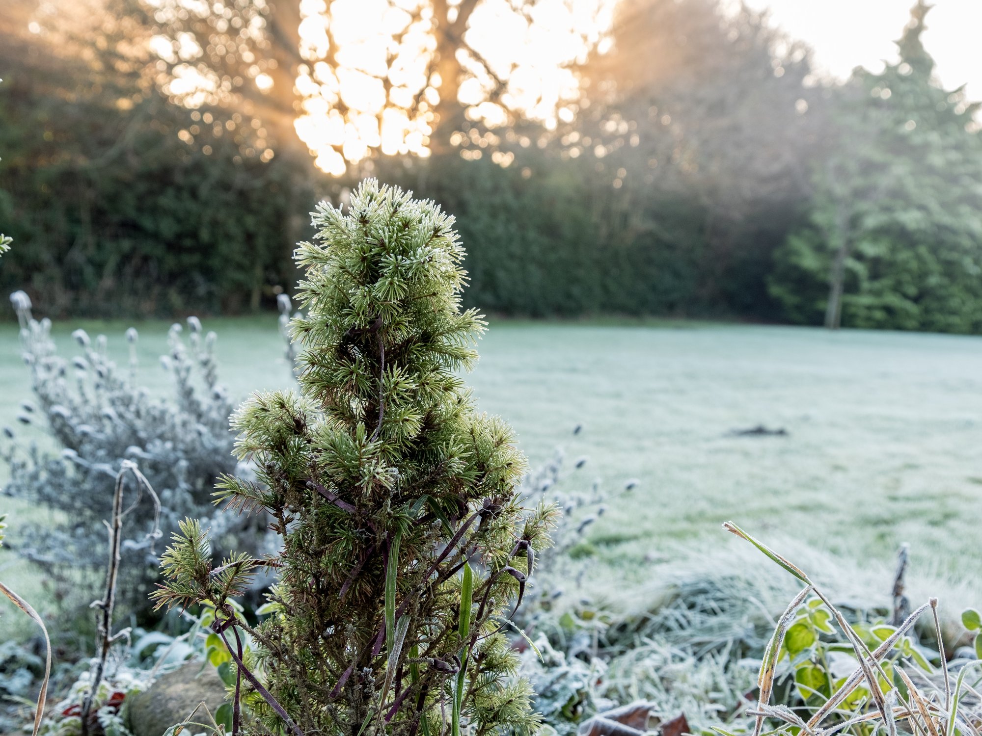 Frost in garden winter