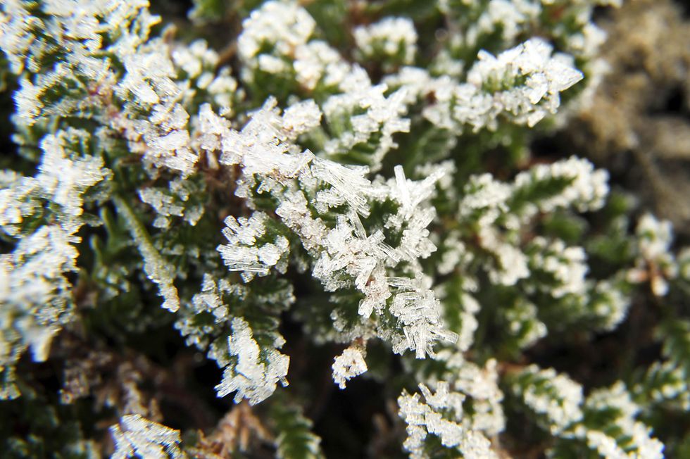 Frost in garden