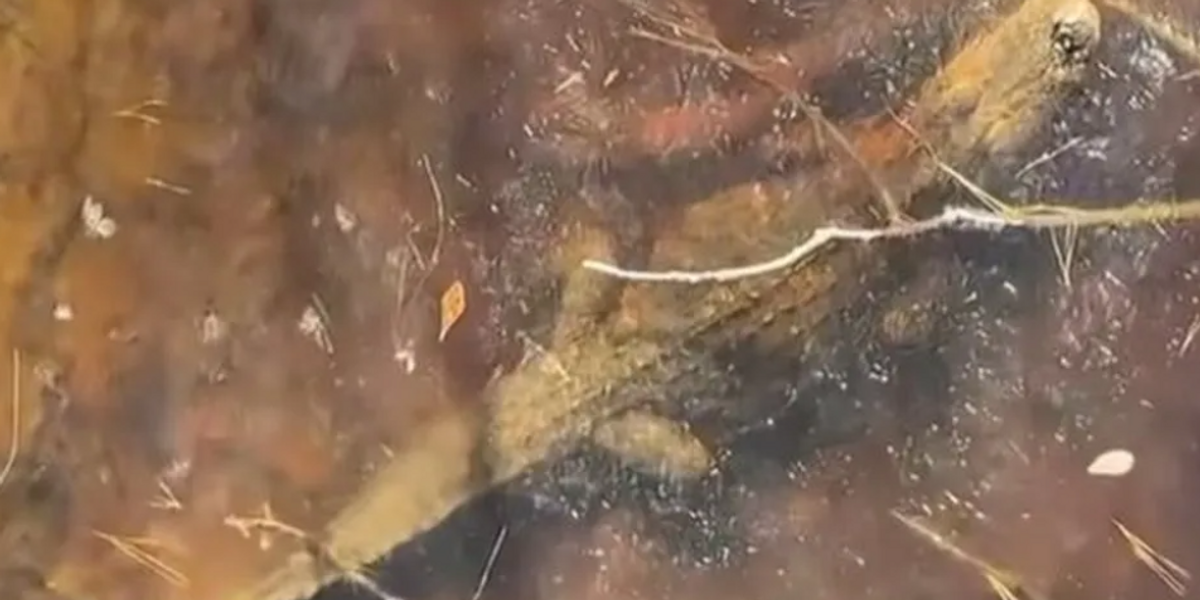NextImg:Texas news: Alligators freeze themselves in solid ice to increase survival chances in cold snap