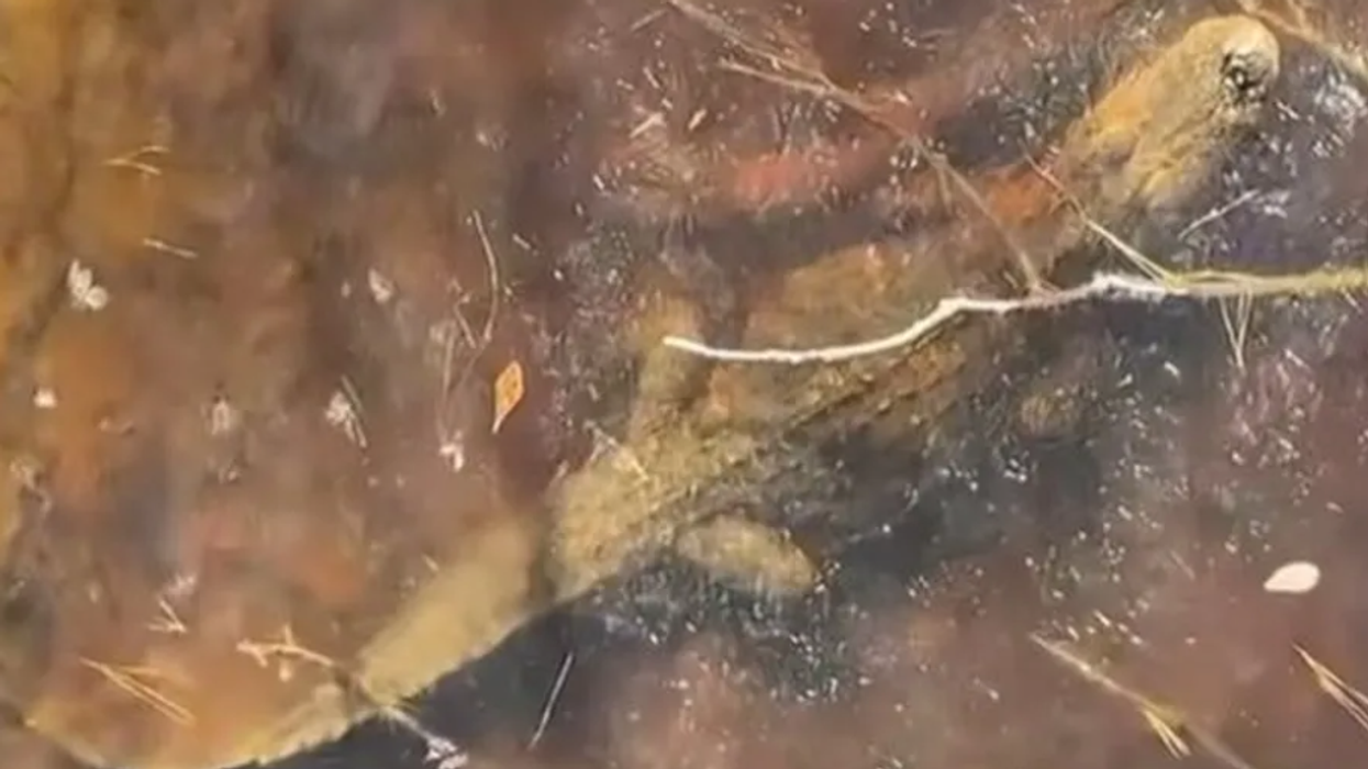 Frozen alligator
