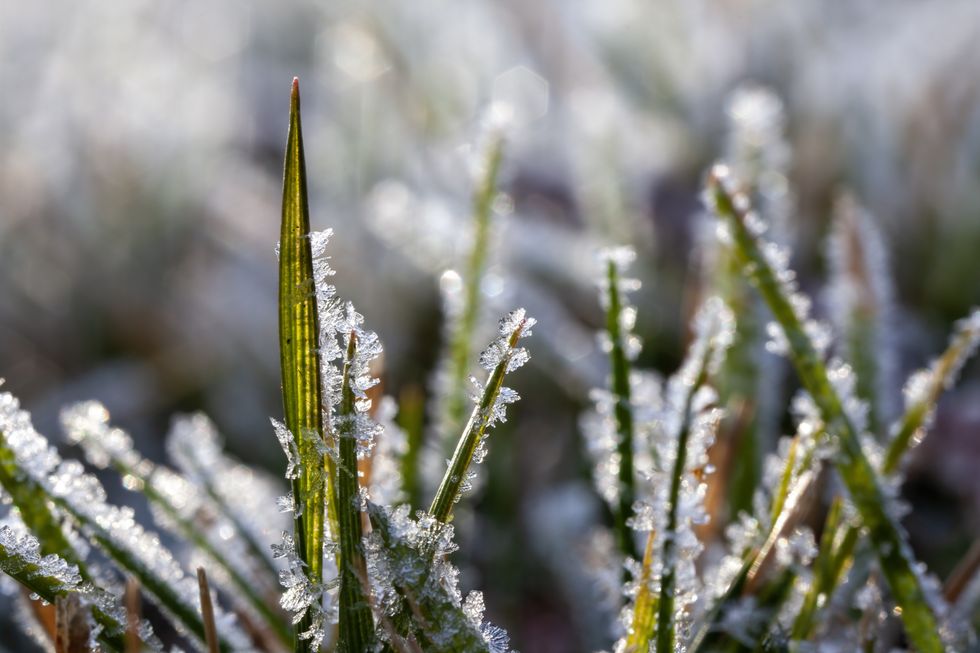 FROZEN GRASS