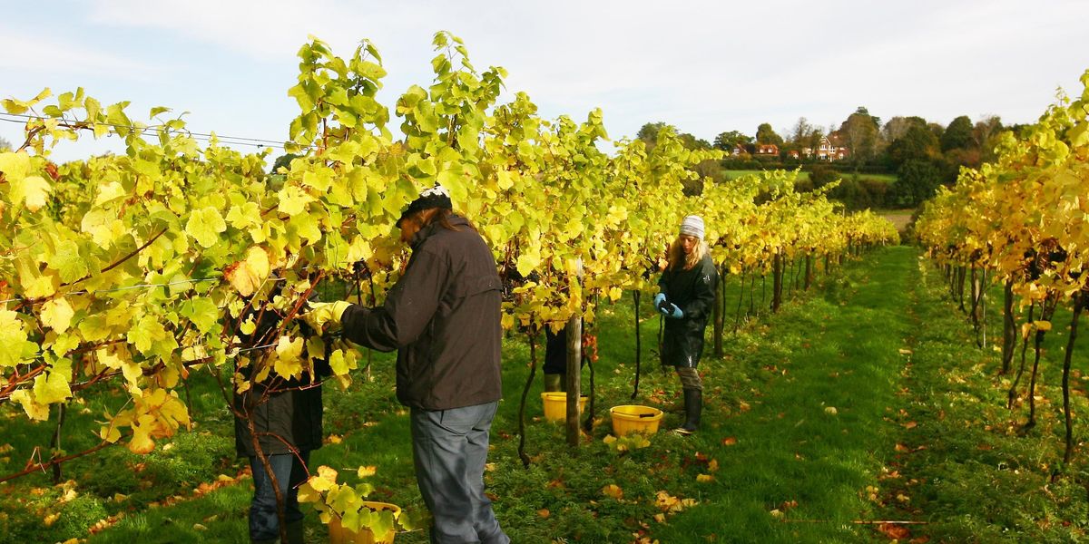 NextImg:Farmers fume over 'workshy' Brits who 'don’t want to get their hands dirty' as they call for MORE foreign labourers