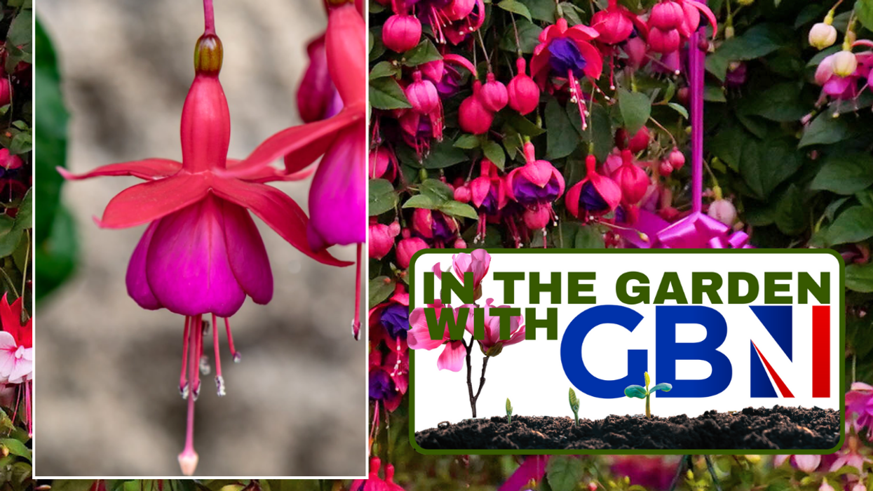 Fuchsias