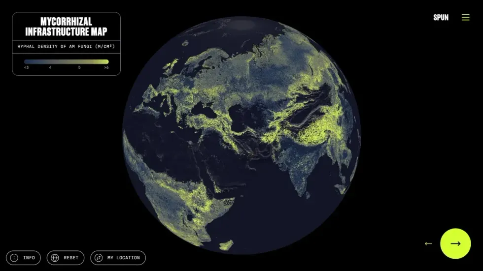 Fungal networks around the globe