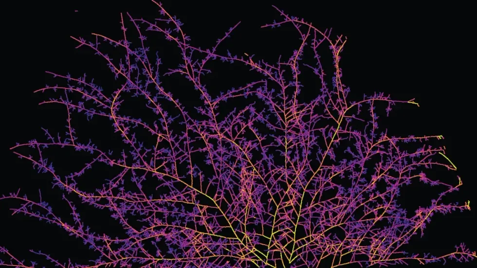 Fungal networks