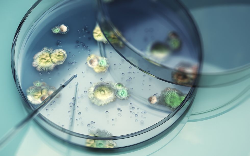 fungal pathogen