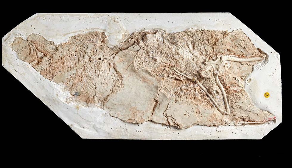 Galahadosuchus jonesi fossil