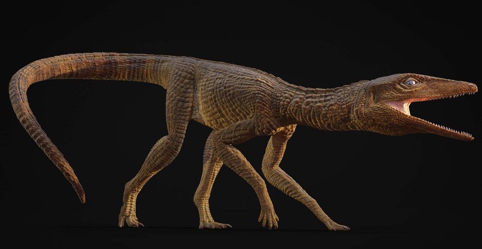 Galahadosuchus jonesi