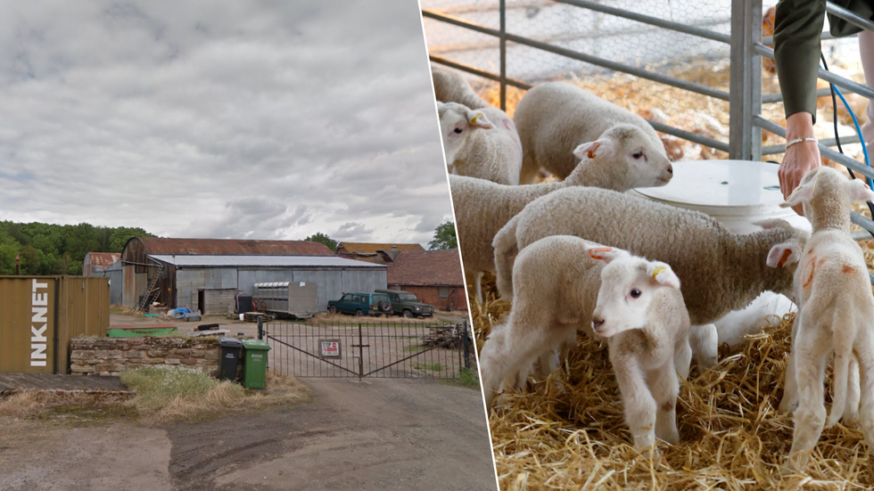 Gannow Farm/Petting zoo (stock)