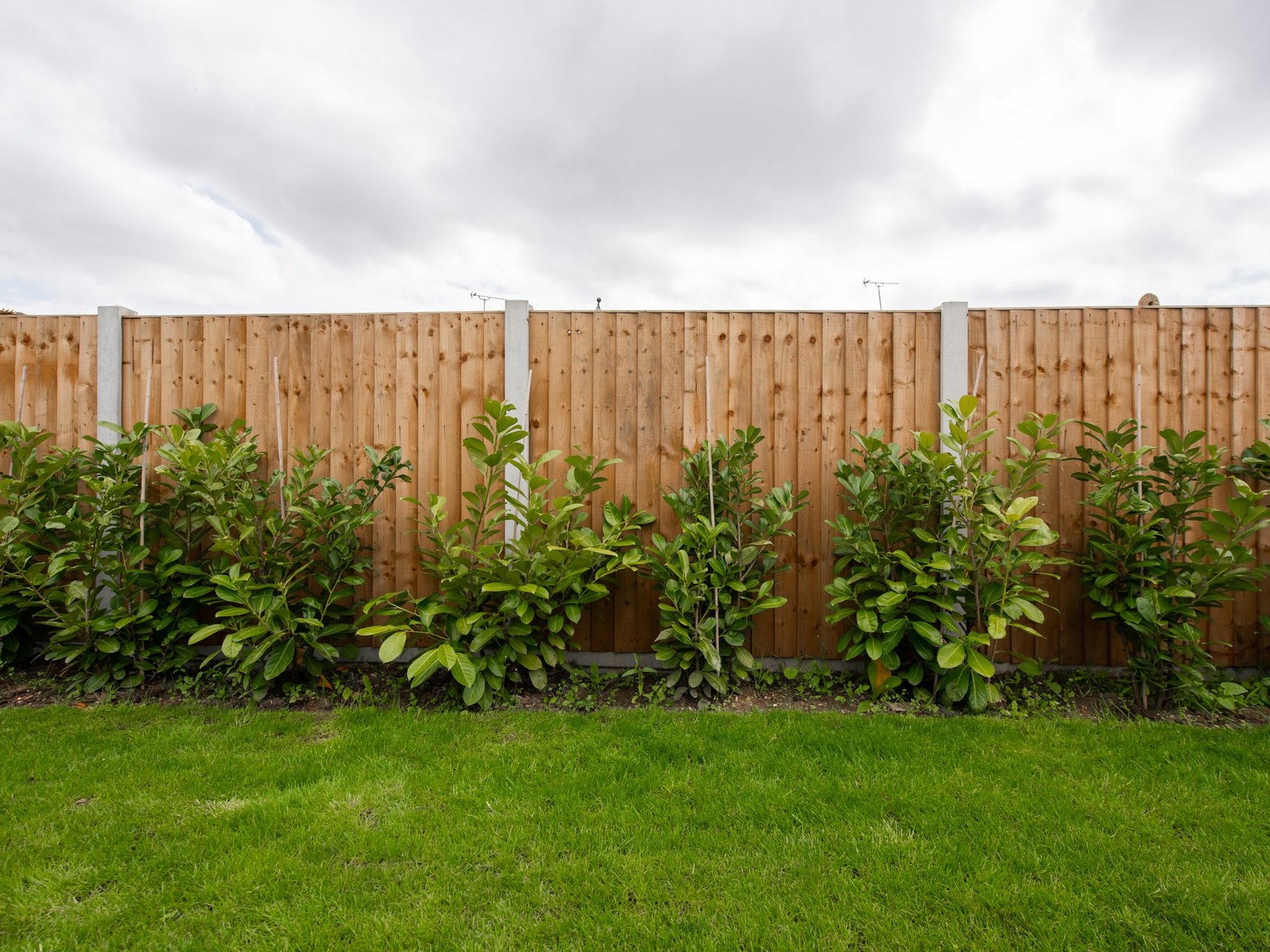 Garden fence