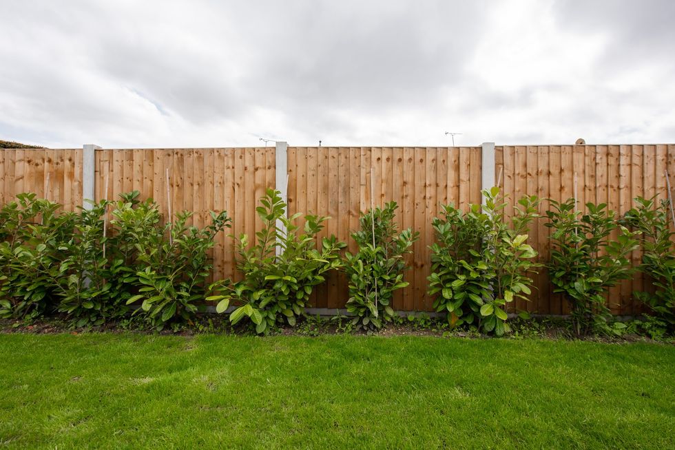 Garden fence