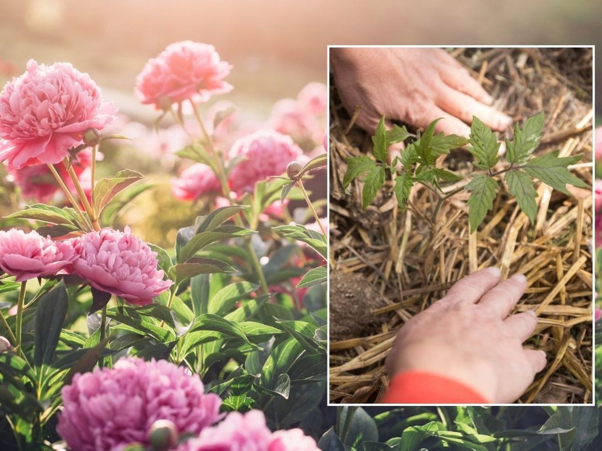 garden flowers and mulching
