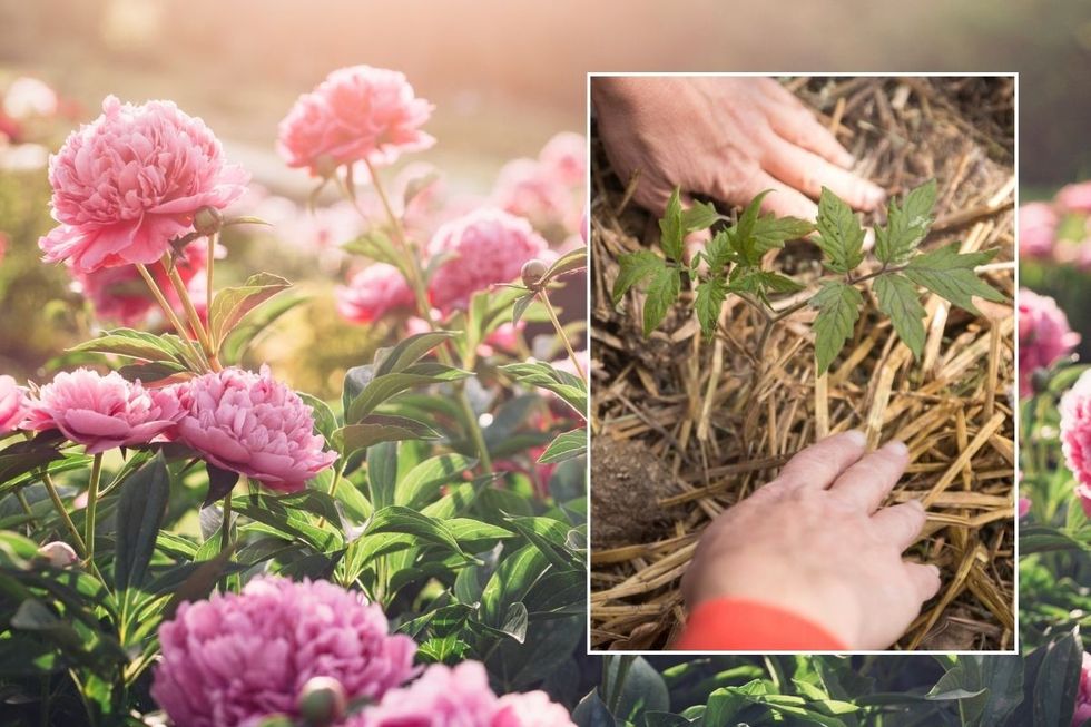 garden flowers and mulching