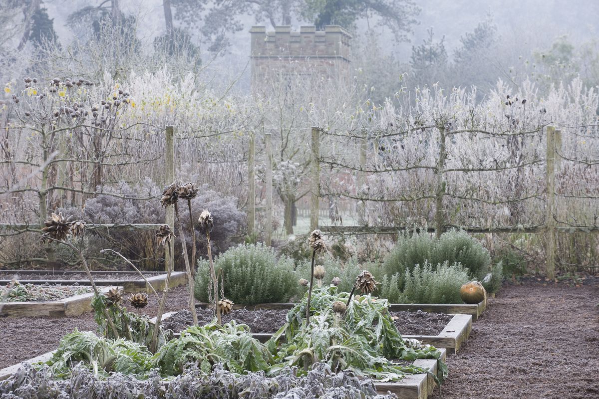 Garden frost