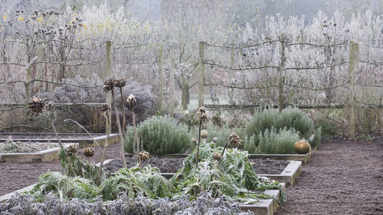 Garden frost