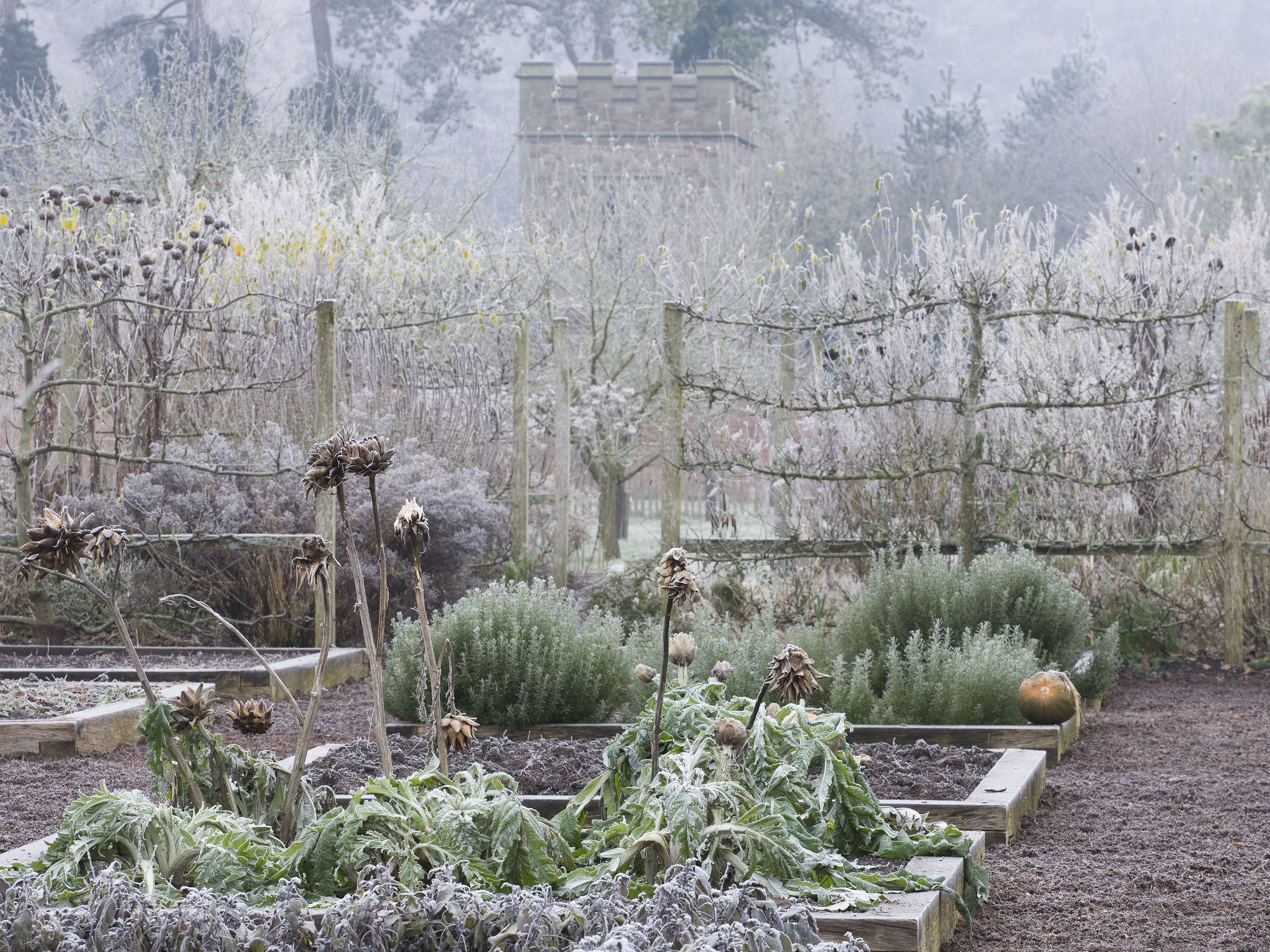Garden frost