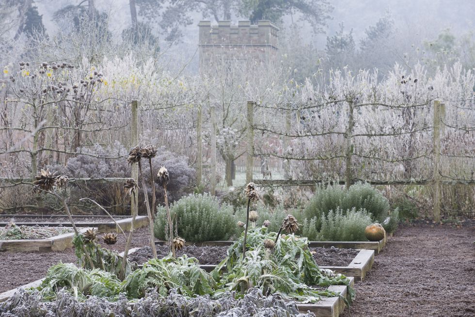 Garden frost