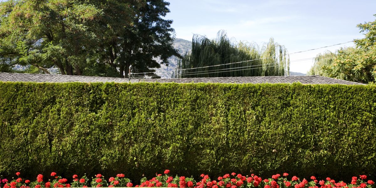 NextImg:Neighbour ‘war’ over 26ft hedge that turned idyllic village into ‘battlefield’ finally over after three years