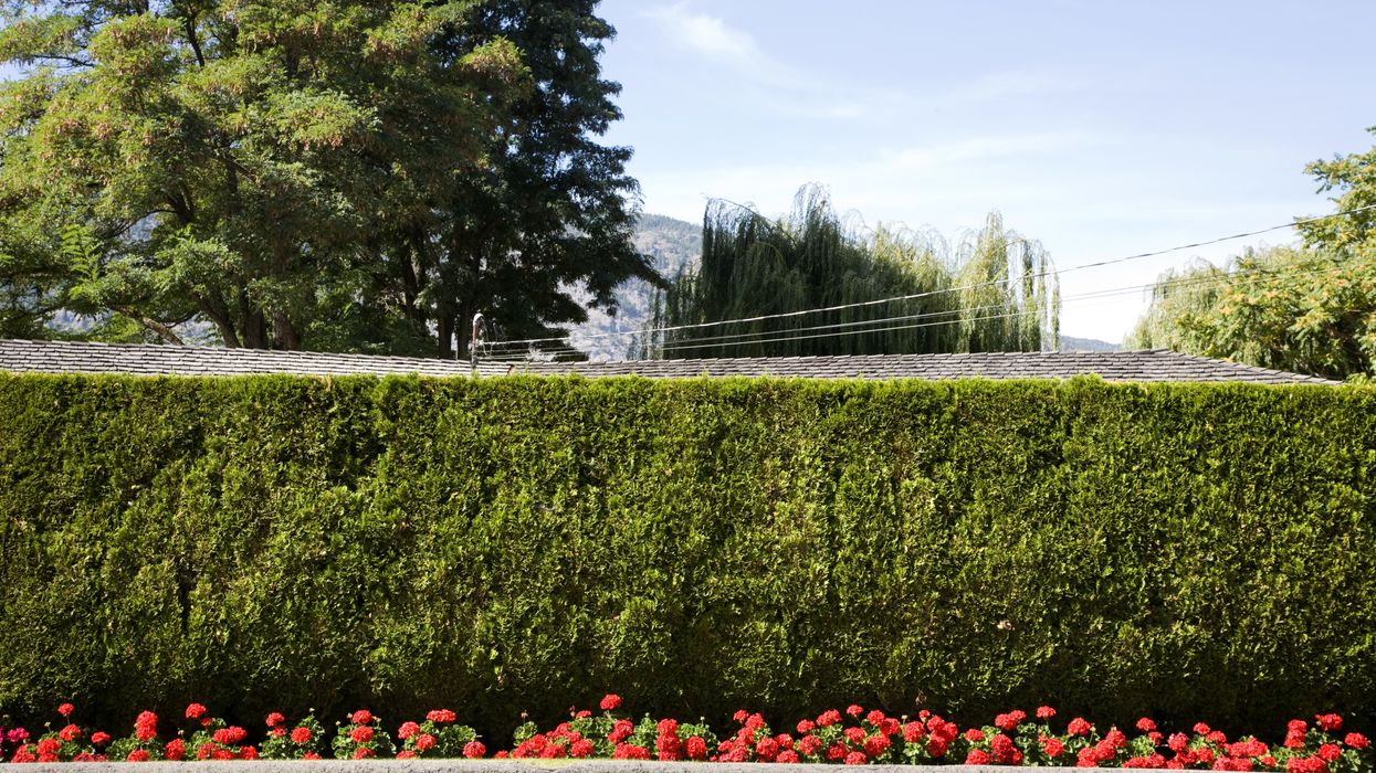 Garden hedge (stock)