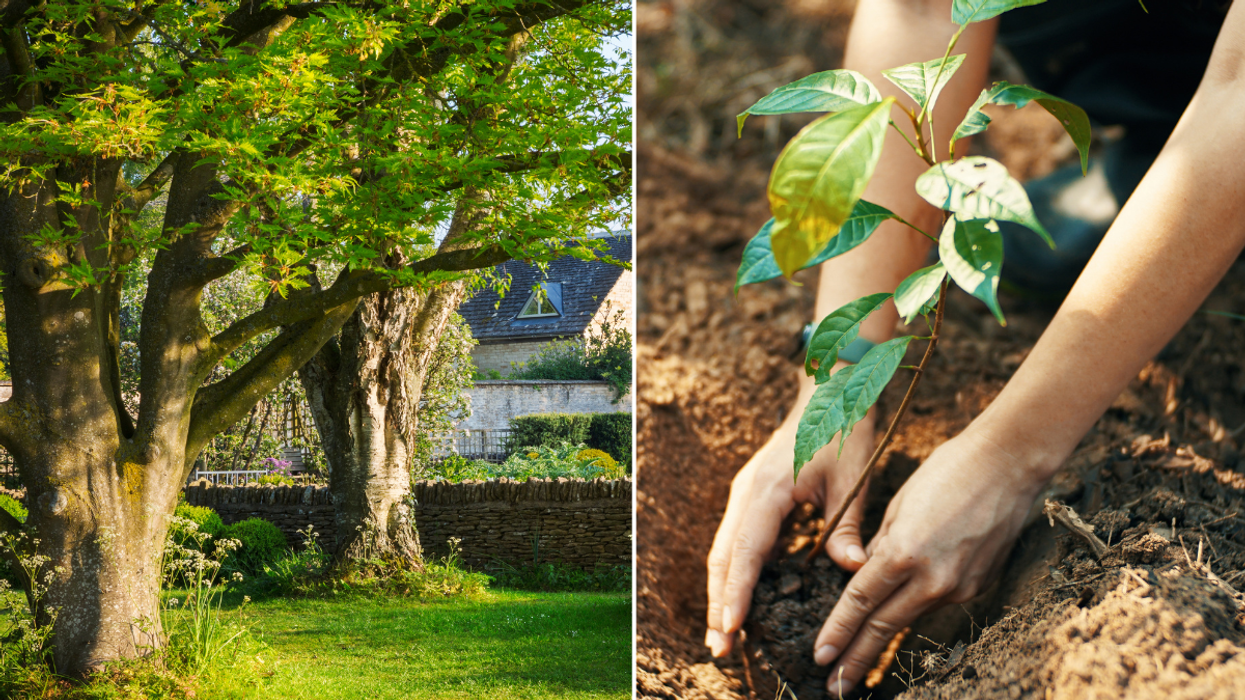 Garden planting trees