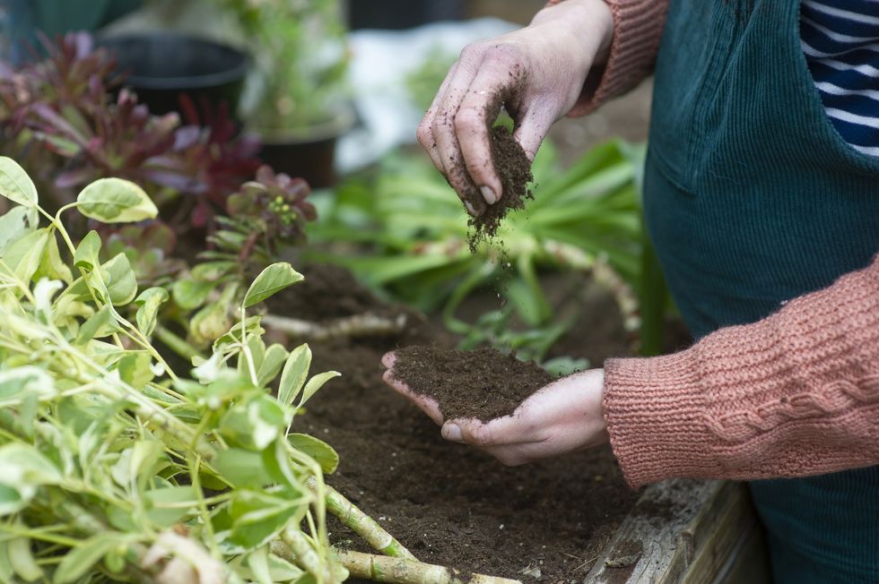 Gardener assessing soil