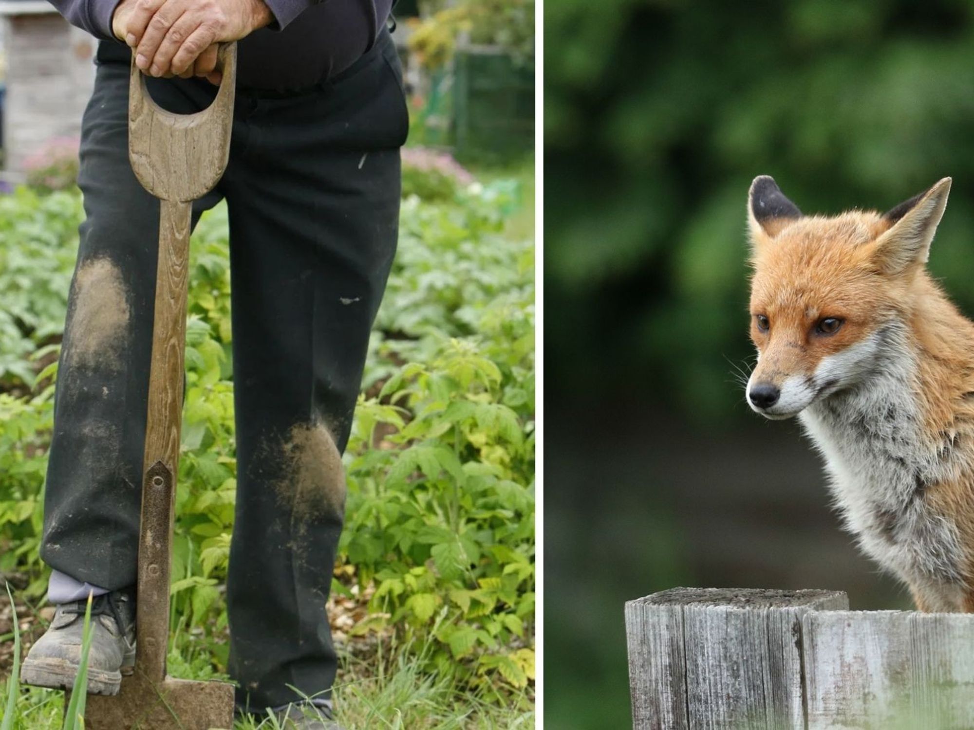 Gardener getting ready to dig/Fox looking over fence
