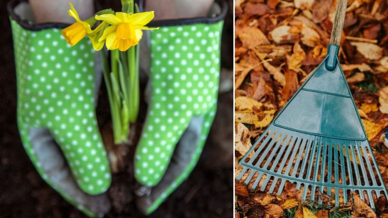 Gardener planting daffodils / Child raking up autumn leaves