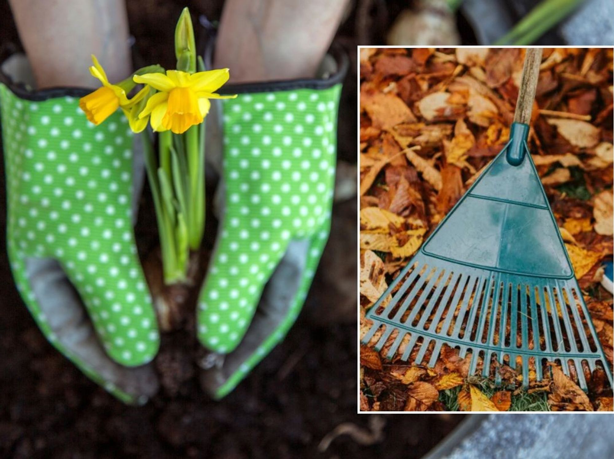 Gardener planting daffodils / Child raking up autumn leaves