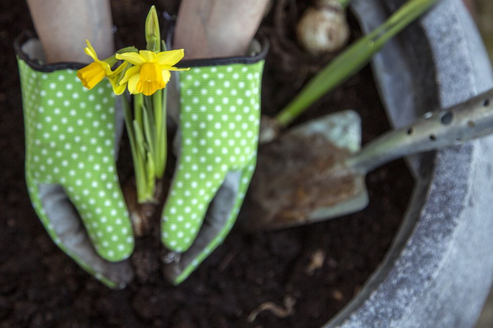 Gardener planting daffodils