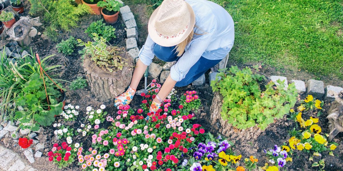 NextImg:Gardening: Kitchen scraps to use for a beautiful display of flowers in your garden - 'supports healthy growth'