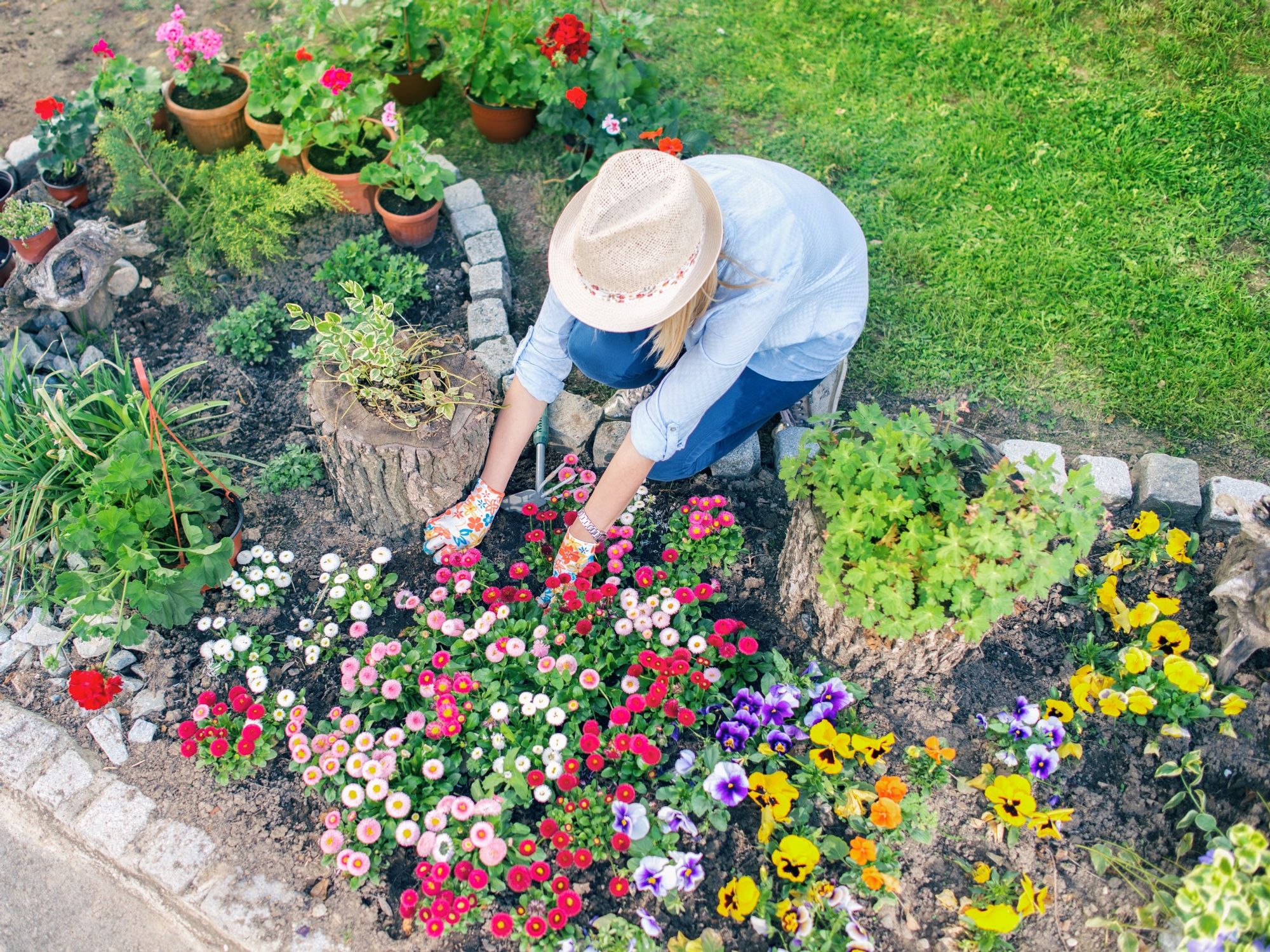 Gardener planting flowers in garden