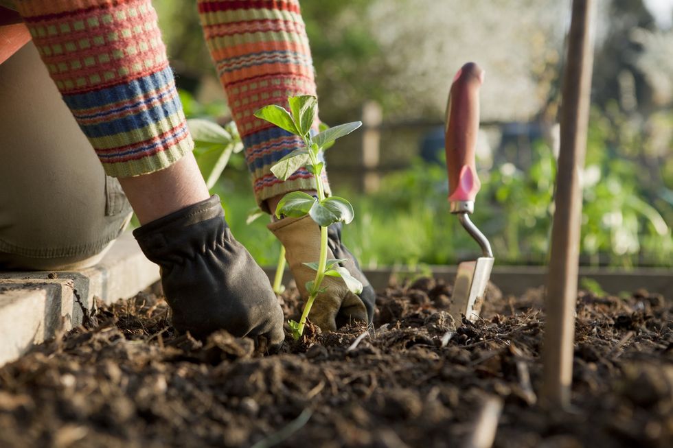 Gardener planting on broad beans plant