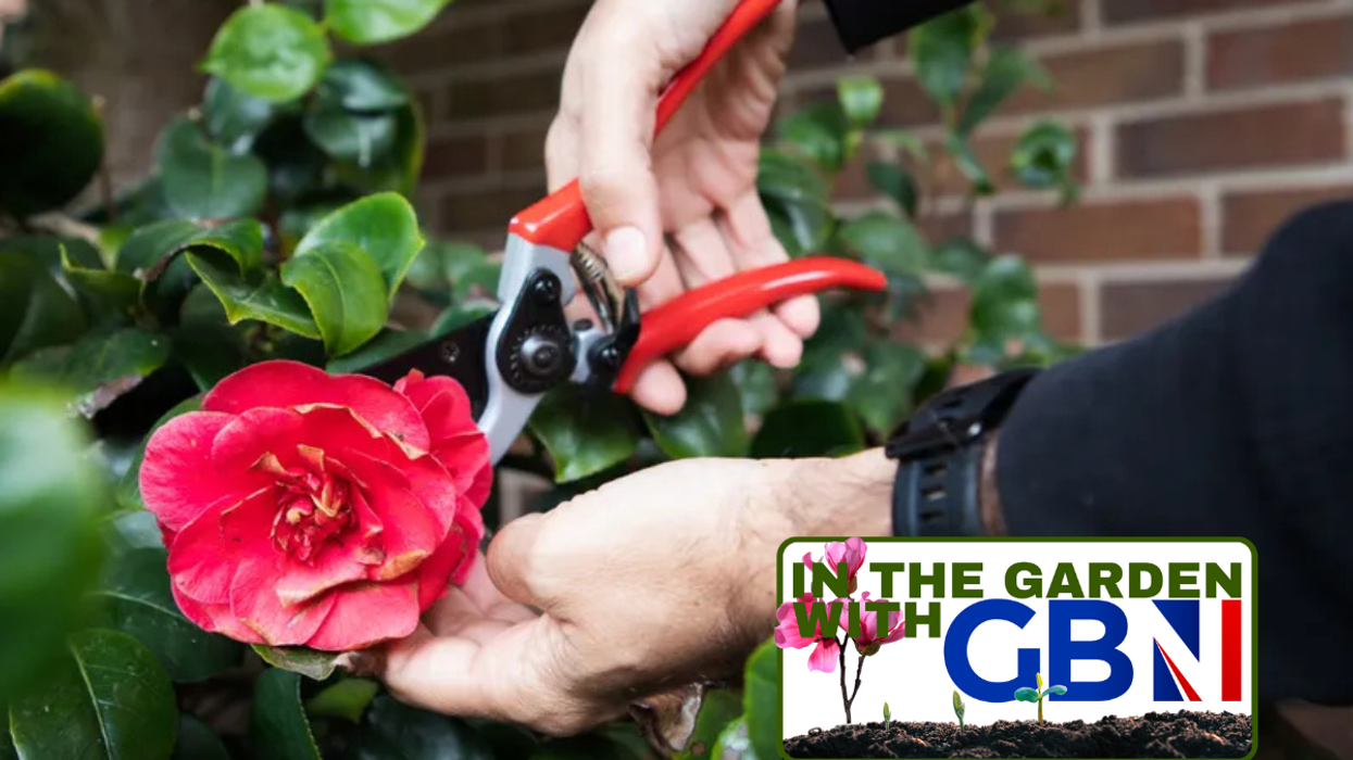 Gardener pruning roses