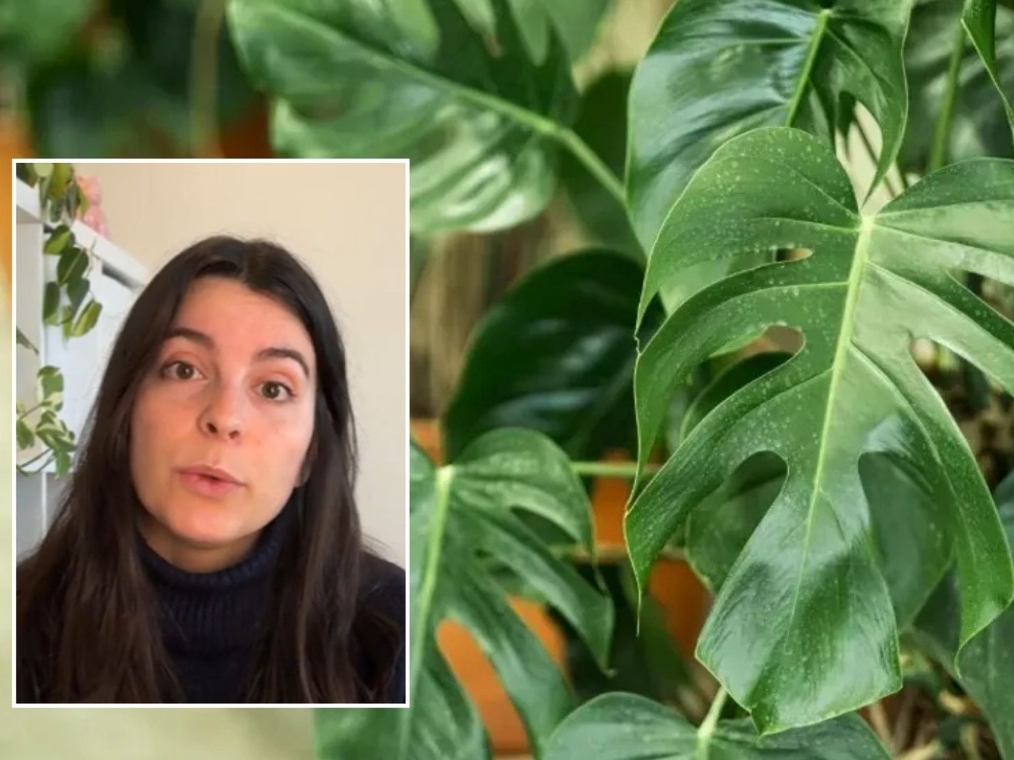 Gardener sharing tips/Houseplant