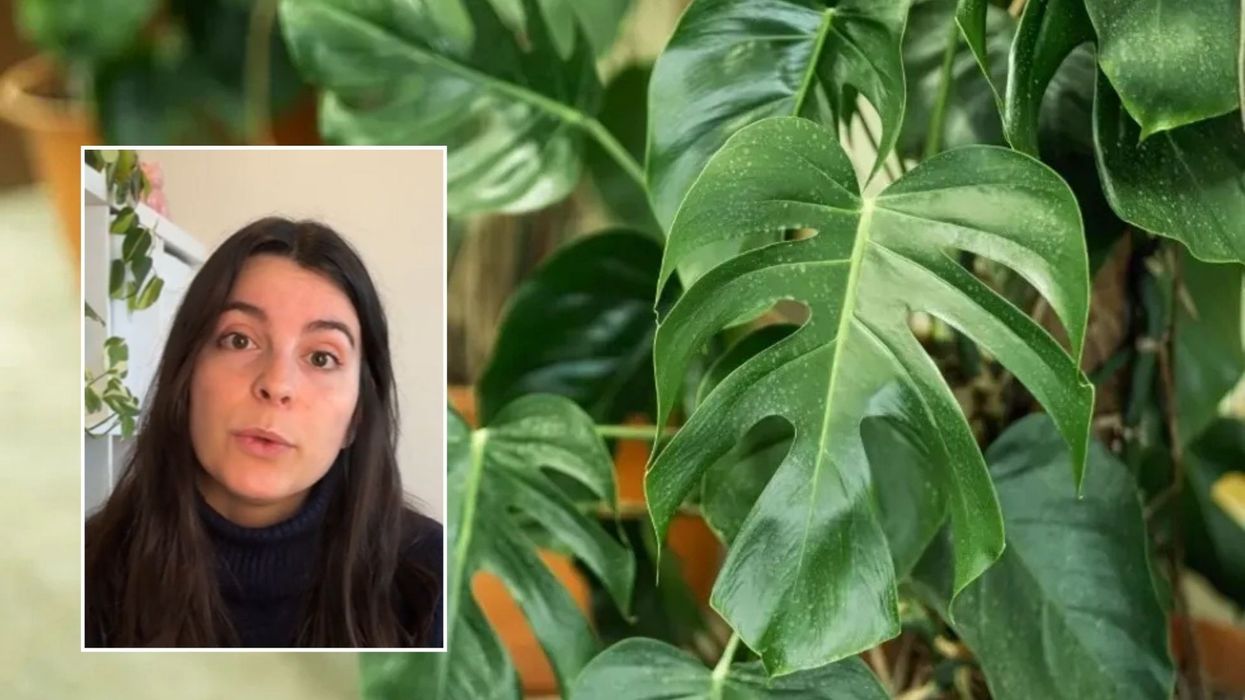 Gardener sharing tips/Houseplant