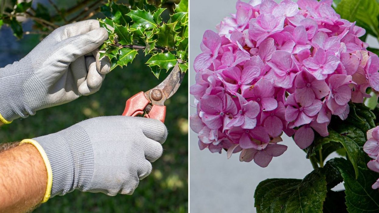 gardening sheers and hydrangea