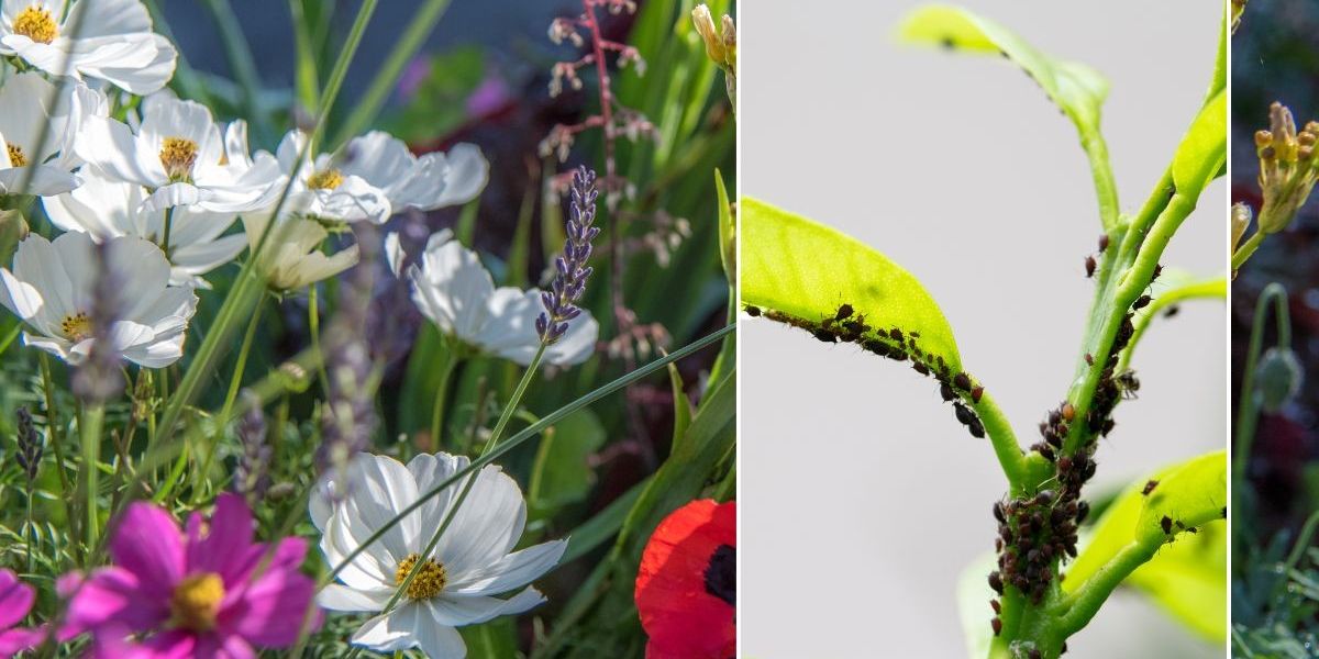 NextImg:Surge in common pest poses risk of 'stunted growth' for gardeners across UK - what to do