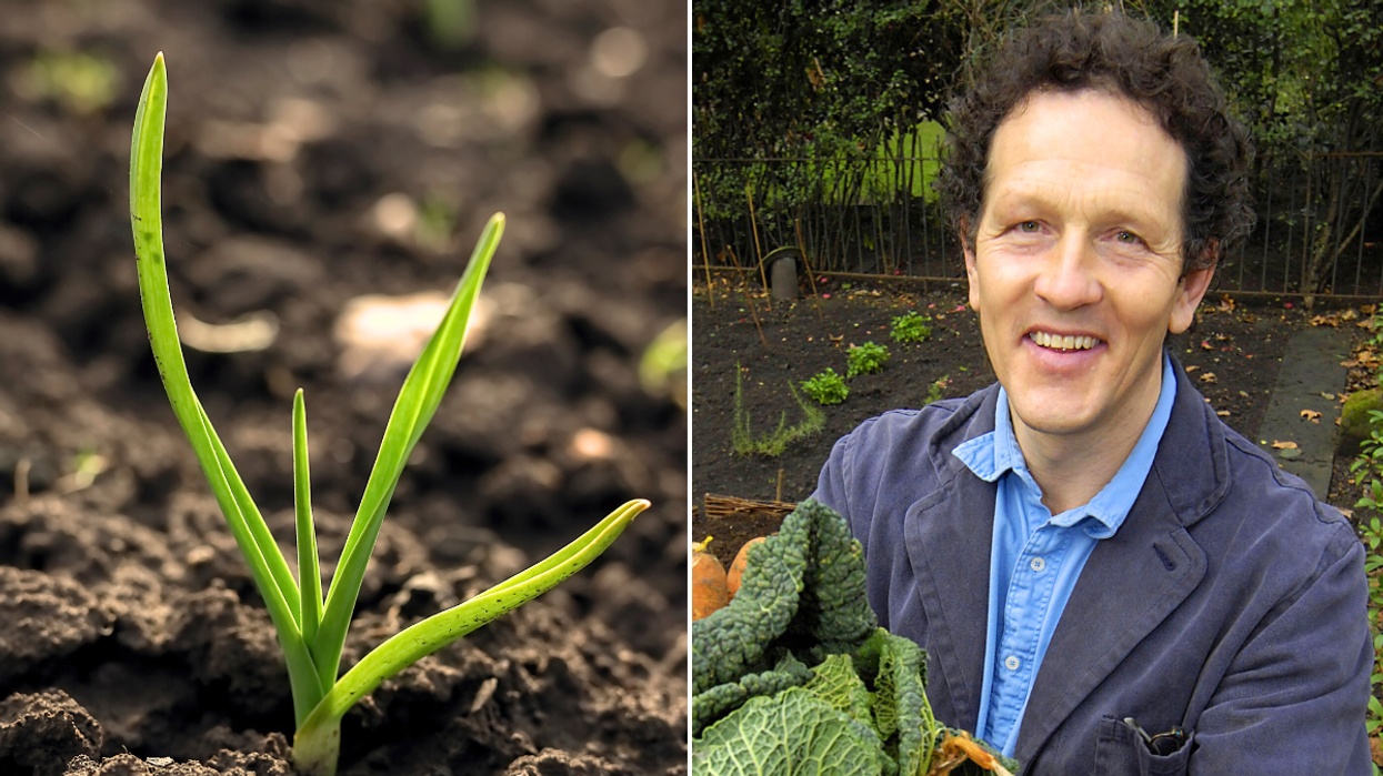 Garlic shoot Monty Don