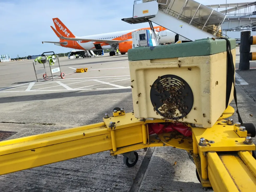 Gatwick bees