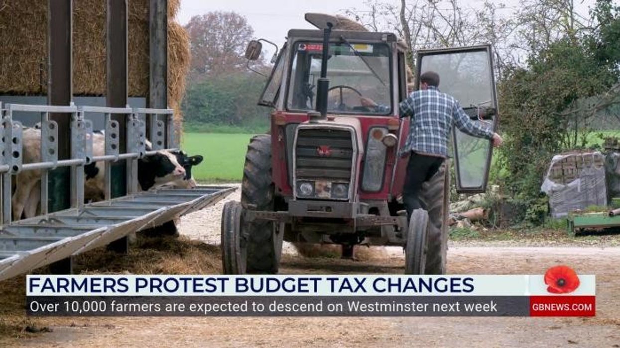 XL bully-type dog viciously mauls lambs in horrific attack after running away from owner