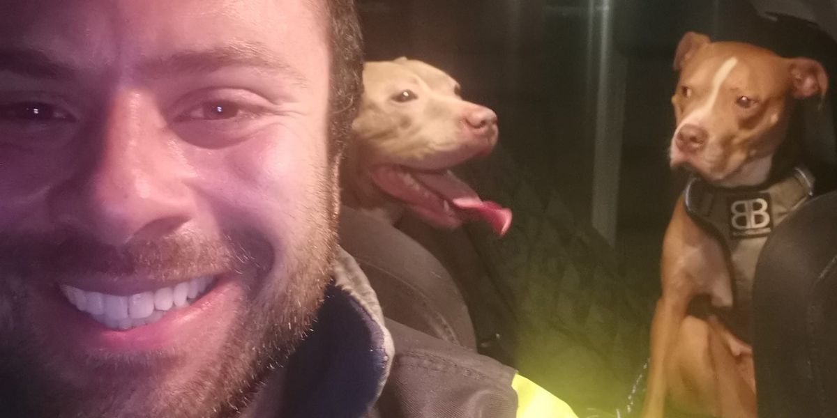 NextImg:XL Bully owner drives 180 miles through the night to save dozens of dogs