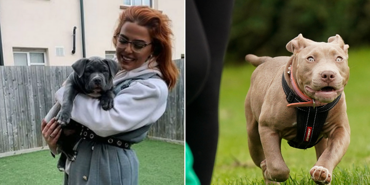 NextImg:Woman who owns three American bullies supports XL ban and calls them ‘bloodthirsty killing machines’