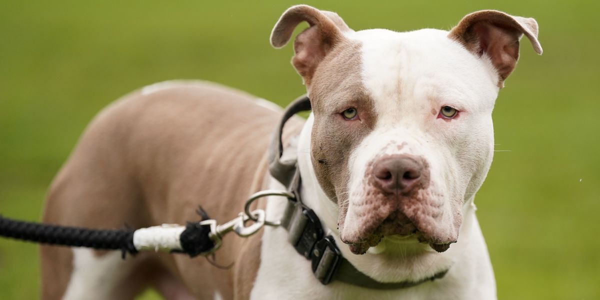 NextImg:XL Bully dog found dead after legs bound together and set alight in cruel attack