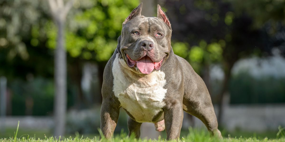 NextImg:XL Bully dogs still sold online as sellers cash in on ‘reduced prices’ for dangerous breed despite ban
