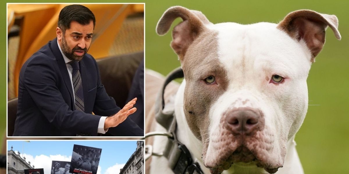 NextImg:XL Bully dogs to be BANNED in Scotland just days after dozens of pets moved north of the border