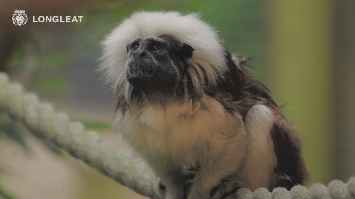 Critically endangered monkey born at safari park is caught on camera