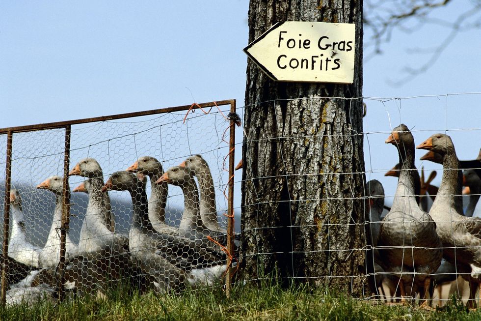 Geese farmed for foie gras