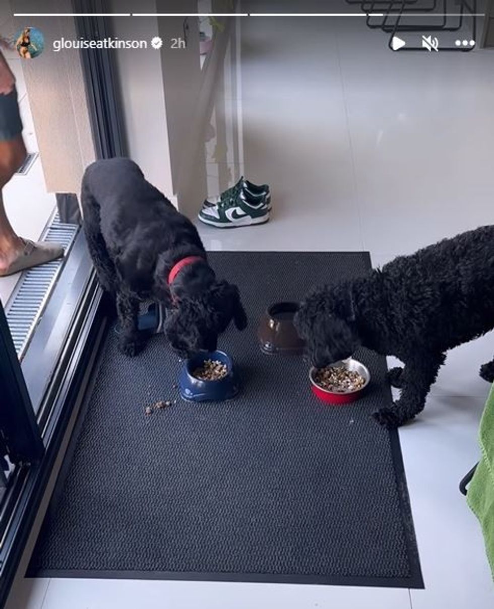Gemma Atkinson's dogs